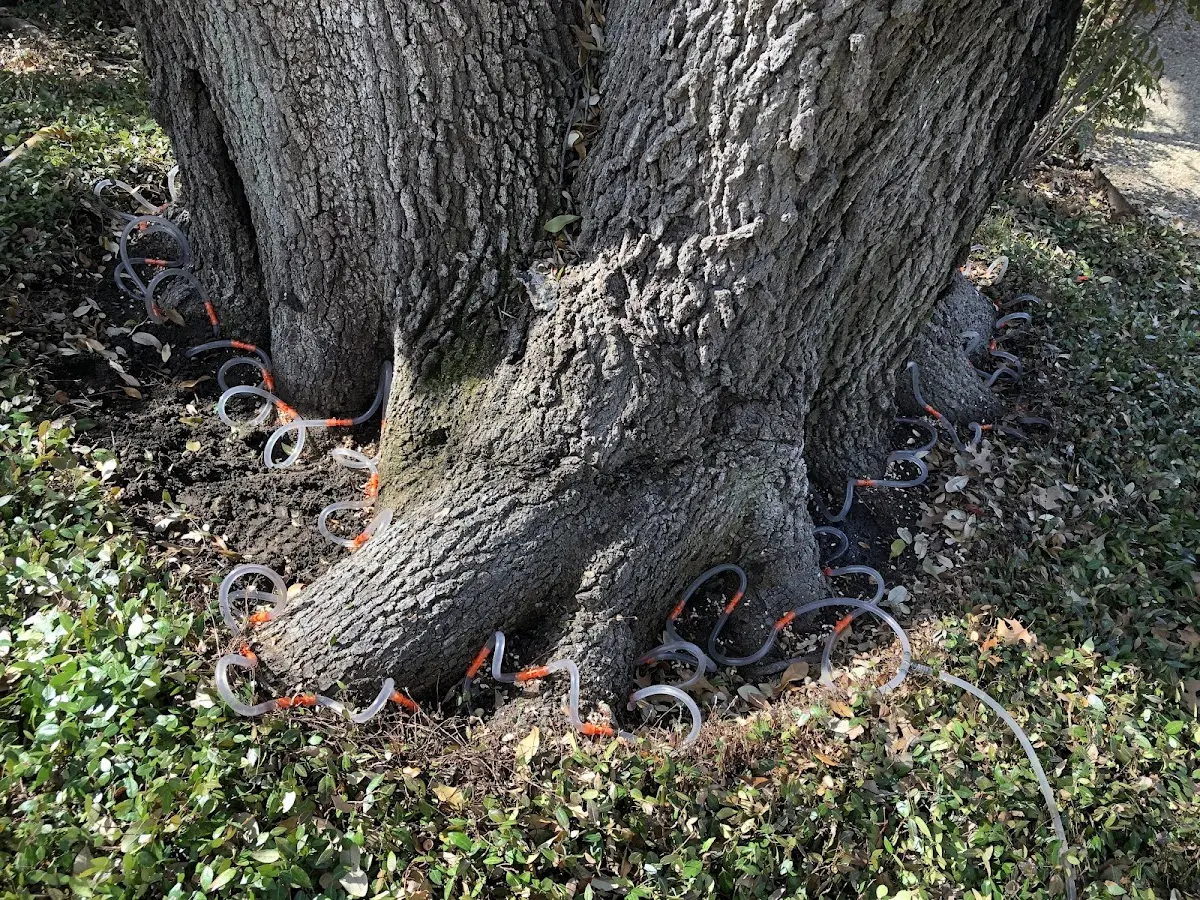Detailed Tree Cabling and Bracing job site in Kerby
