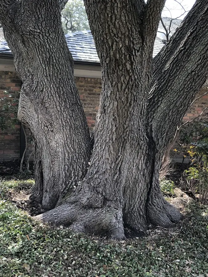 Mature heritage tree close to a Kerby property cared for by certified arborists