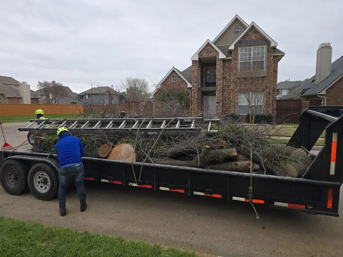 Expert Tree Pest Control with proper safety equipment in Kerby